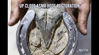 Up Close FARRIER ASMR | Satisfying Hoof Restoration