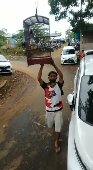 Story wa burung kacer, jangan pulang sebelum gantang 😂 'salam kicau mania'