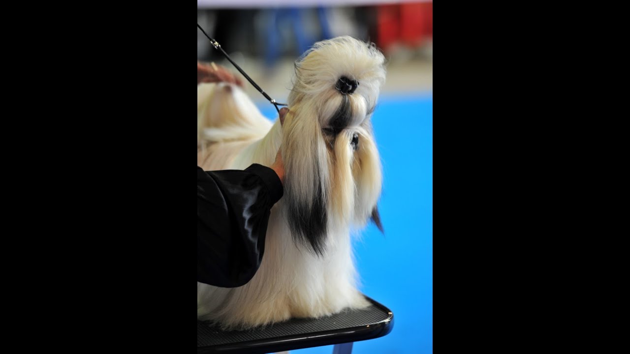 Le Chien De Race Société Centrale Canine