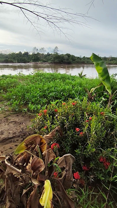 pinggiran sungai#malinau #shortvideo #videoshort
