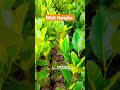 Stock bibit nangka berkebun pohonbuah jualbibit bibitnangka bibitbuah nangka nangkamadu