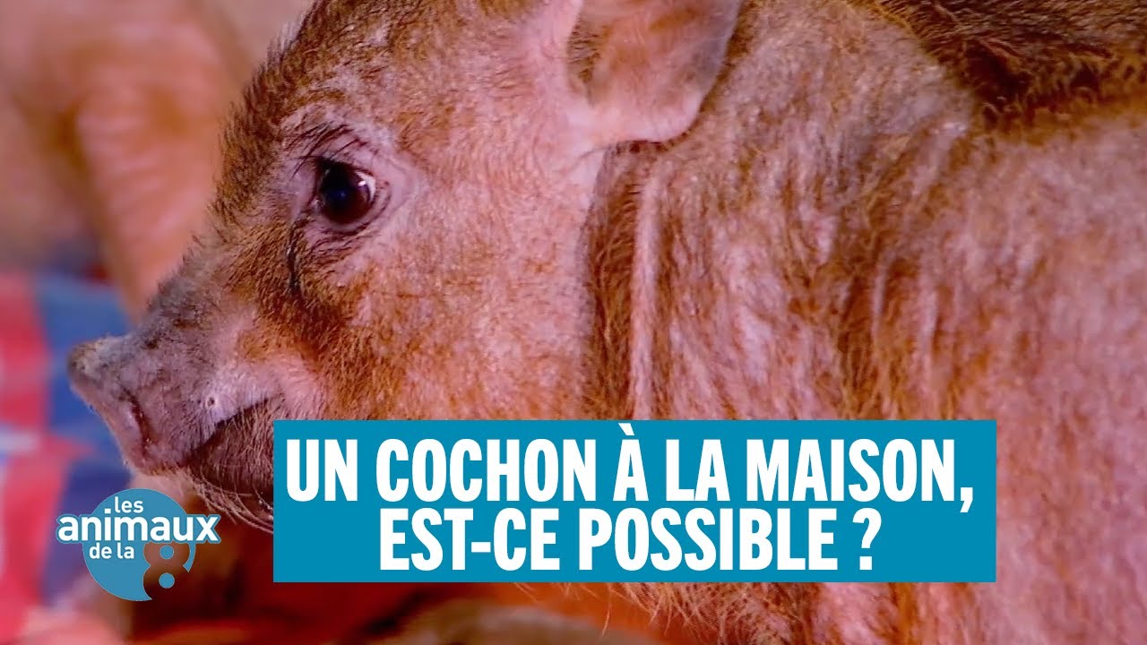 Un cochon à la maison, est-ce possible ?