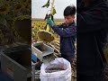 Efficient Sunflower Seed Harvesting: Man Uses Portable Threshing Machine in the Field