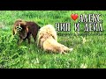 ❤️Лев АЛЕКС указал ЧИПУ путь...! Тайган. Life of lions.Taigan.