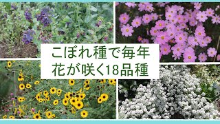 春の庭こぼれ種がいっぱい/こぼれ種で毎年花が咲く18品種/こぼれ種で手間いらずでローコスト/ガーデニング