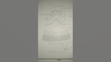 Zoology practical file BSc 2nd year... Part 2