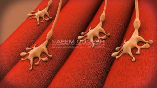 Neuromuscular | junction