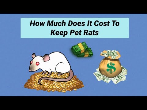 fancy rat cost