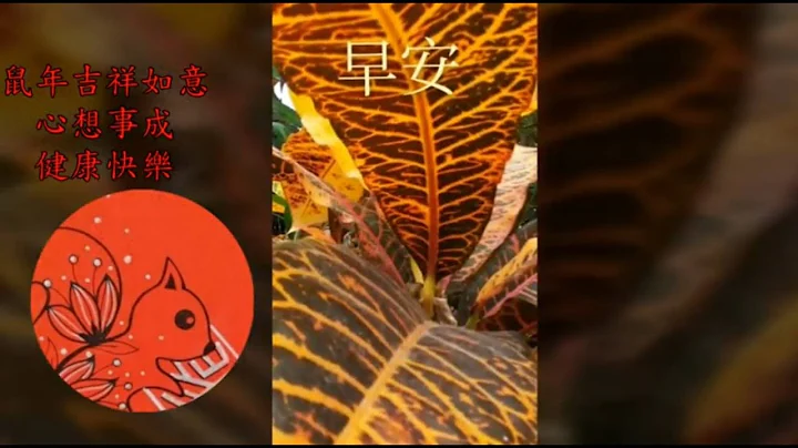 早安!金鼠迎春 - 天天要聞
