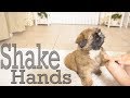 How to train your puppy to shake hands  shih tzu too cute