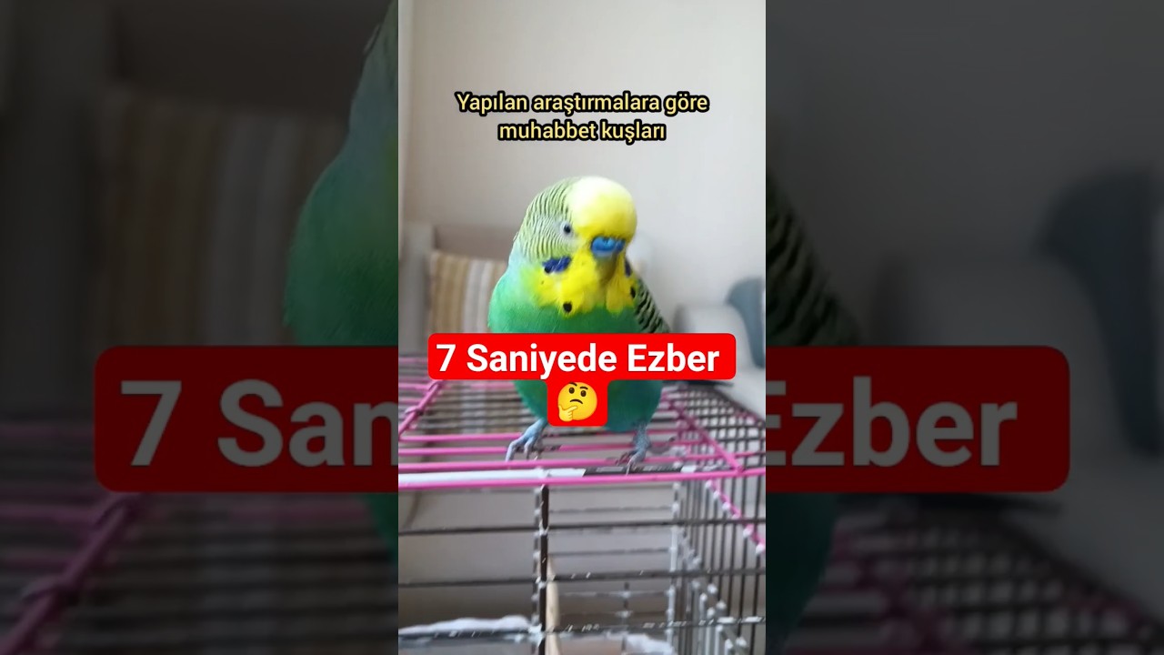 Kuşlar Bir Kelimeyi İlk 7 Saniyede mi Ezberliyor? 🧠🐦⏱️ #muhabbetkuşu #KuşKonuşması  #birdsong