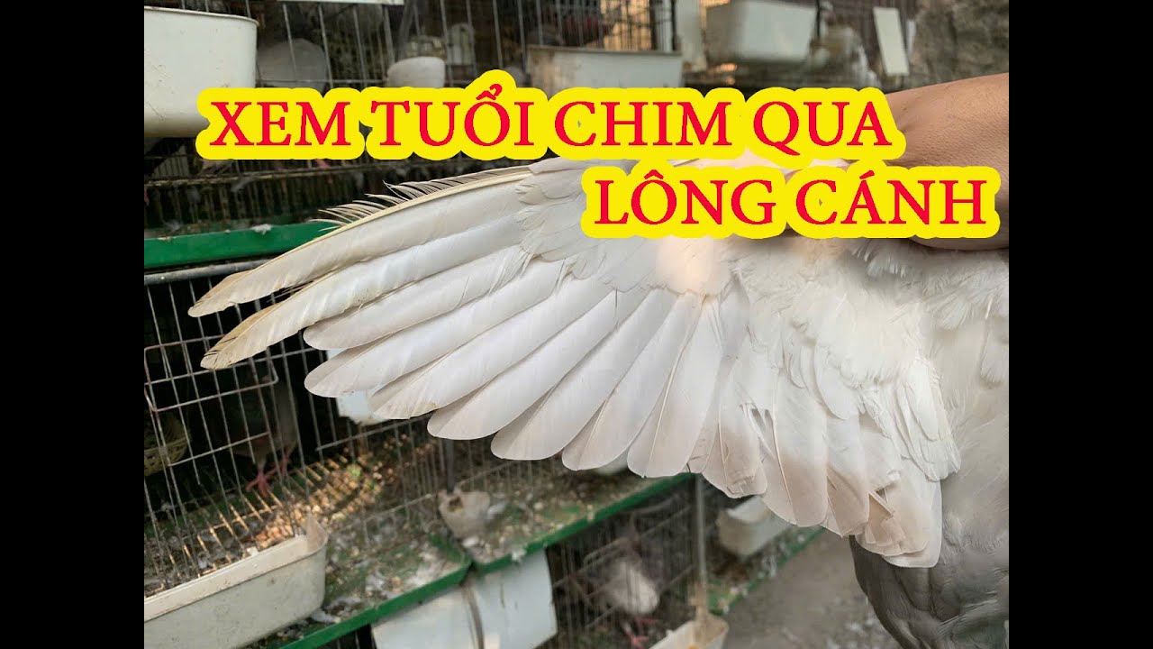 Определение возраста гигантского голубя по подсчету перьев на крыльях (простой метод)