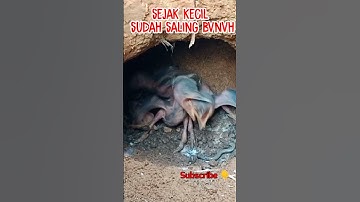 anak tengkek saling bunuh #shorts #shortvideo #tengkek