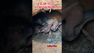 Download Lagu anak tengkek saling bunuh #shorts #shortvideo #tengkek MP3