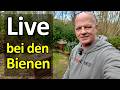 Frohe Ostern - Live Stream vom Bienenstand