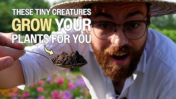 How Soil Microbes Supercharge Plant Growth