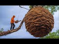 Climbing a 200m Jungle Giant to Collect 4 Wild Honeycombs