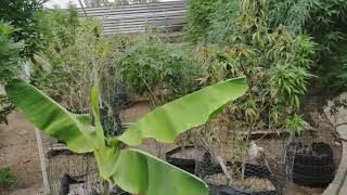 Outdoor Grow July 12th 2024