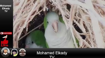سورة مريم بصوت القارئ إياد مهرة تلاوة خاشعة وراحة لا توصف