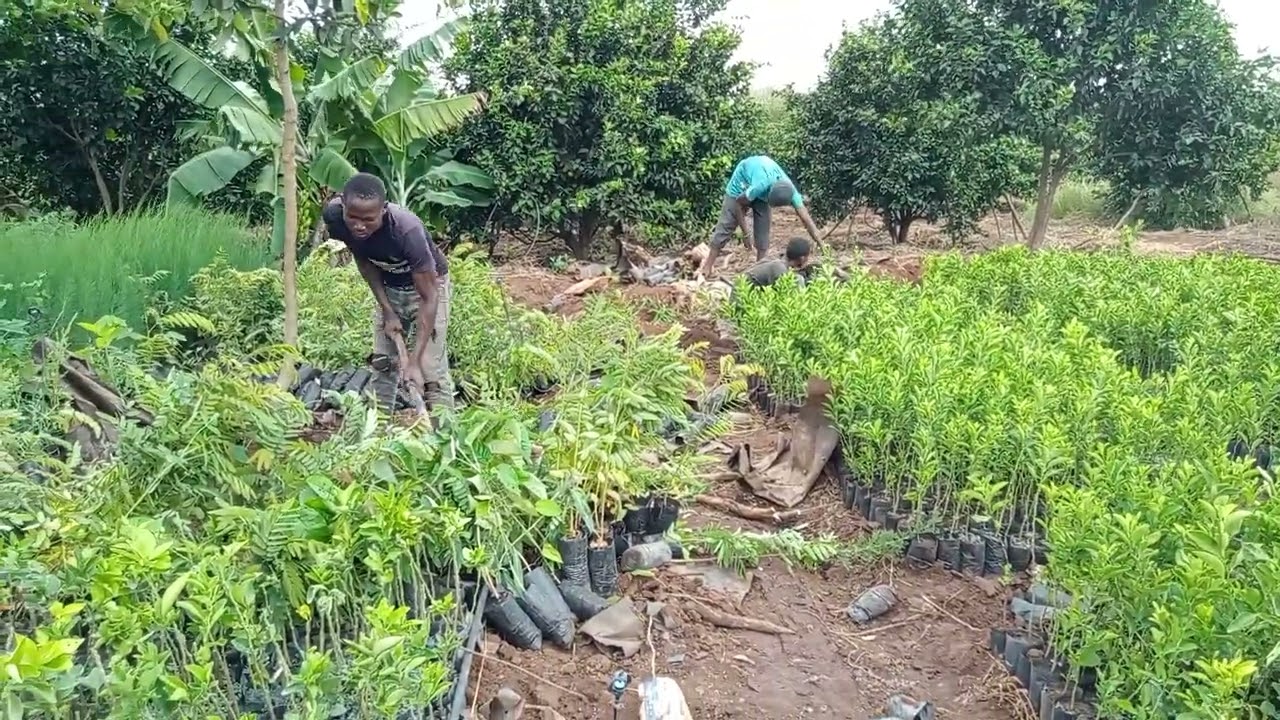 Elite Green Growers/nurseries