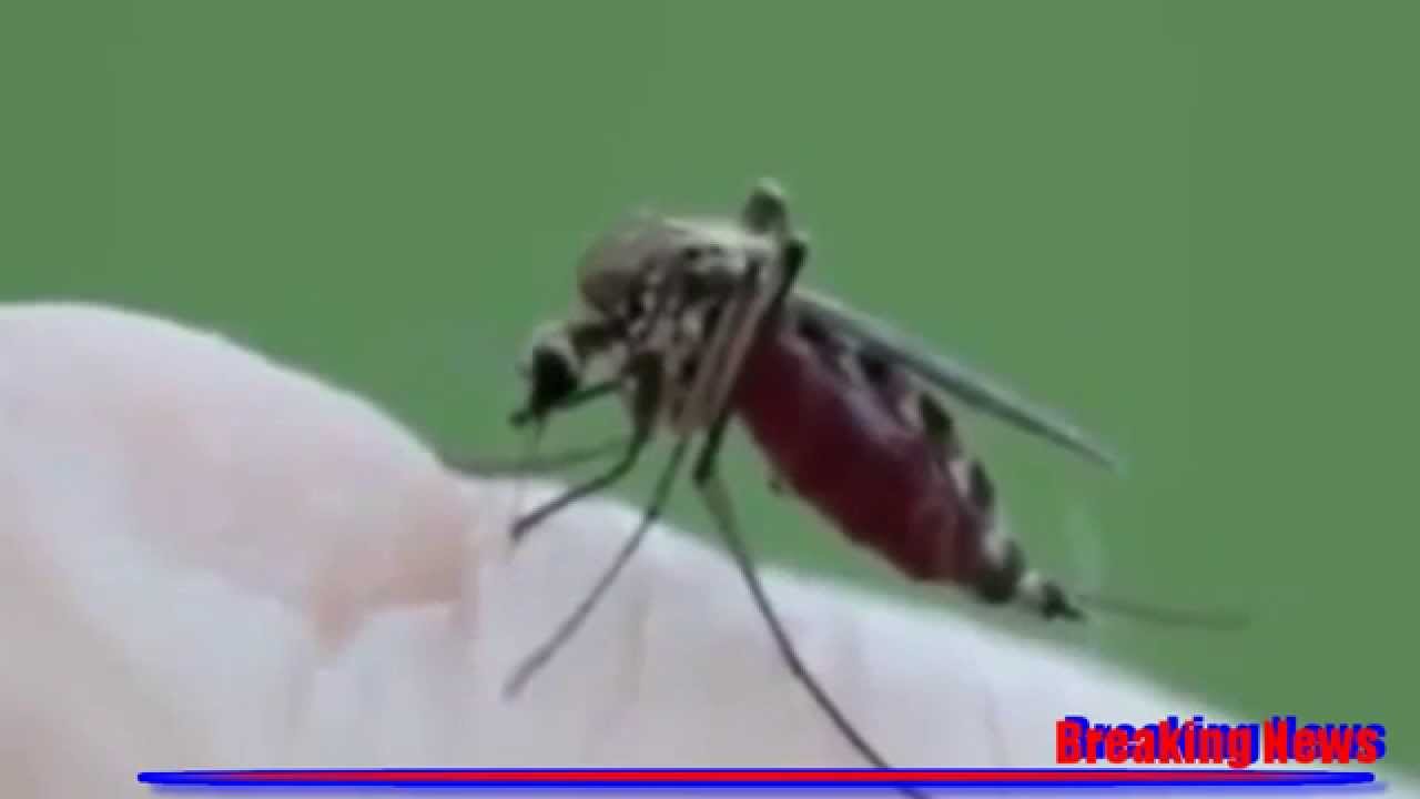 Why DO some people attract so many mosquitoes? - YouTube