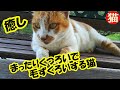👀 癒し猫動画・まったりとくつろいで毛ずくろいする野良猫をみて癒された・招き猫ちゃんねる！