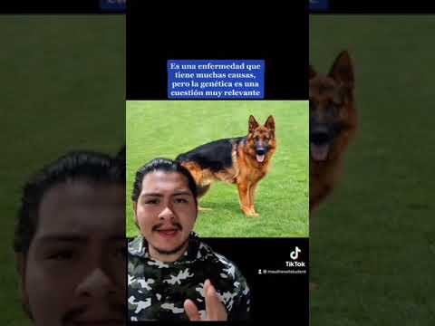 Video: Cómo saber si su perro tiene displasia de cadera