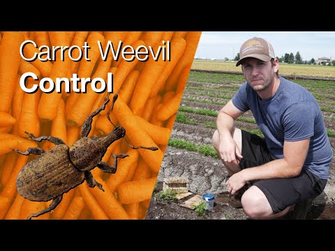 Video: Controlling Carrot Weevils - Kawm Txog Carrot Weevil Kev puas tsuaj hauv vaj