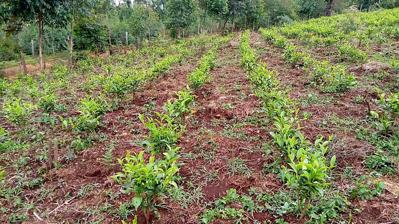Recently planted tea YouTube