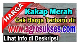 Download Harga Kepala Ikan Kakap Merah | Tutorial Kreasi ...