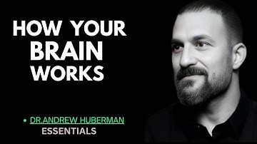 Essentials: How Your Brain Functions & Interprets the World | Dr. ANDREW HUBERMAN