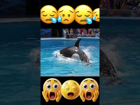 حوت الأركا يغدير مربيته جيسيكا