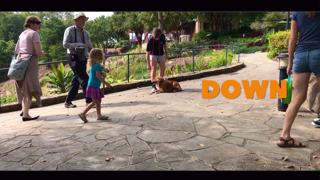 Nova Scotia Duck Tolling Retriever, Chief | Greenville Dog Trainers obedience to authority