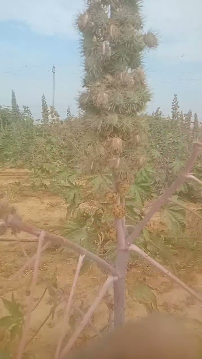 Areda🔰farmig 😈shots 🤢videos🎥 achahe🔰celiti😎shots🤩 video