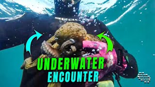 Snorkeler’s Underwater Encounter with an Octopus and a Crab