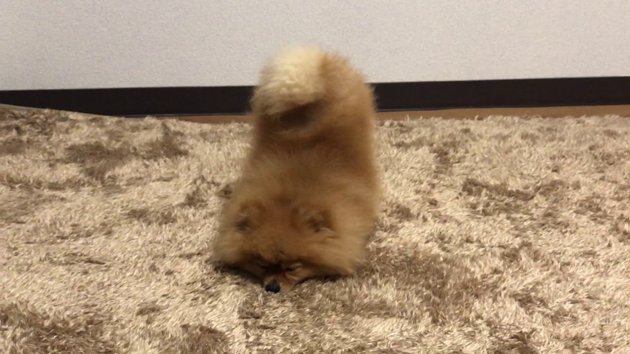 ポメラニアン 茶色床と同化 Youtube ポメラニアン 茶色床と同化 Youtube
