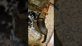 Australian Shepherd! A Rescue's Best Friend