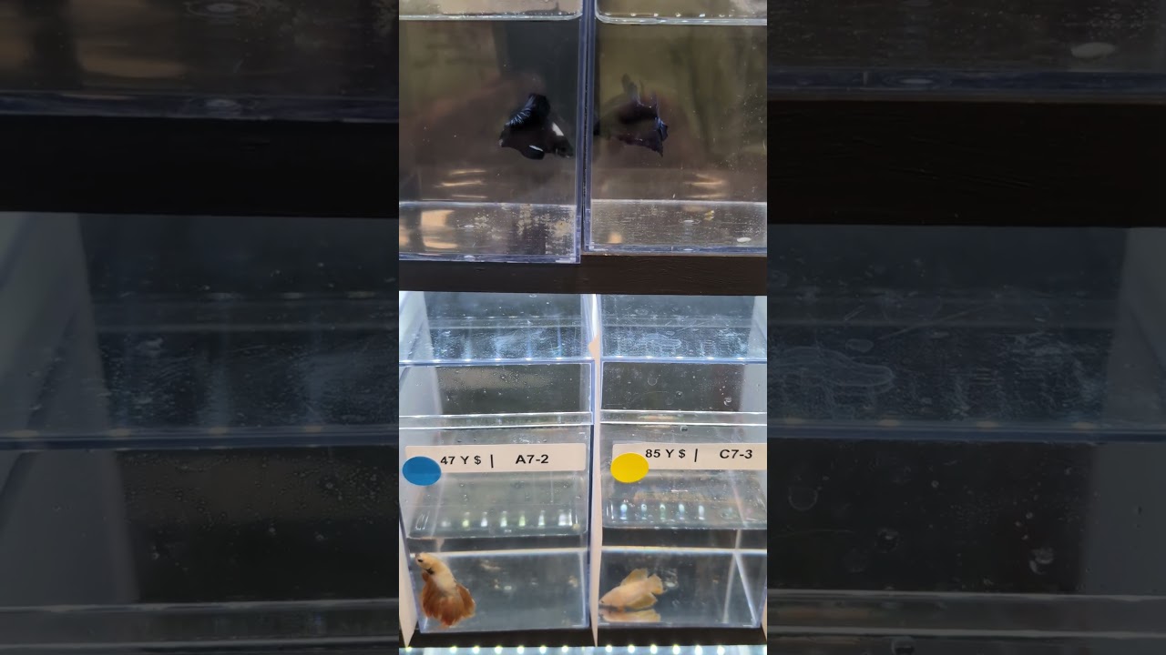 2026 IBC Convention - Fish Showroom White Dot Betta male flaring! (2026) #shorts #drockingfish