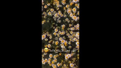 يا ايها الذين آمنوا لا يسخر قوم من قوم عسى أن يكونوا خيرا منهم بصوت القارئ وديع اليماني