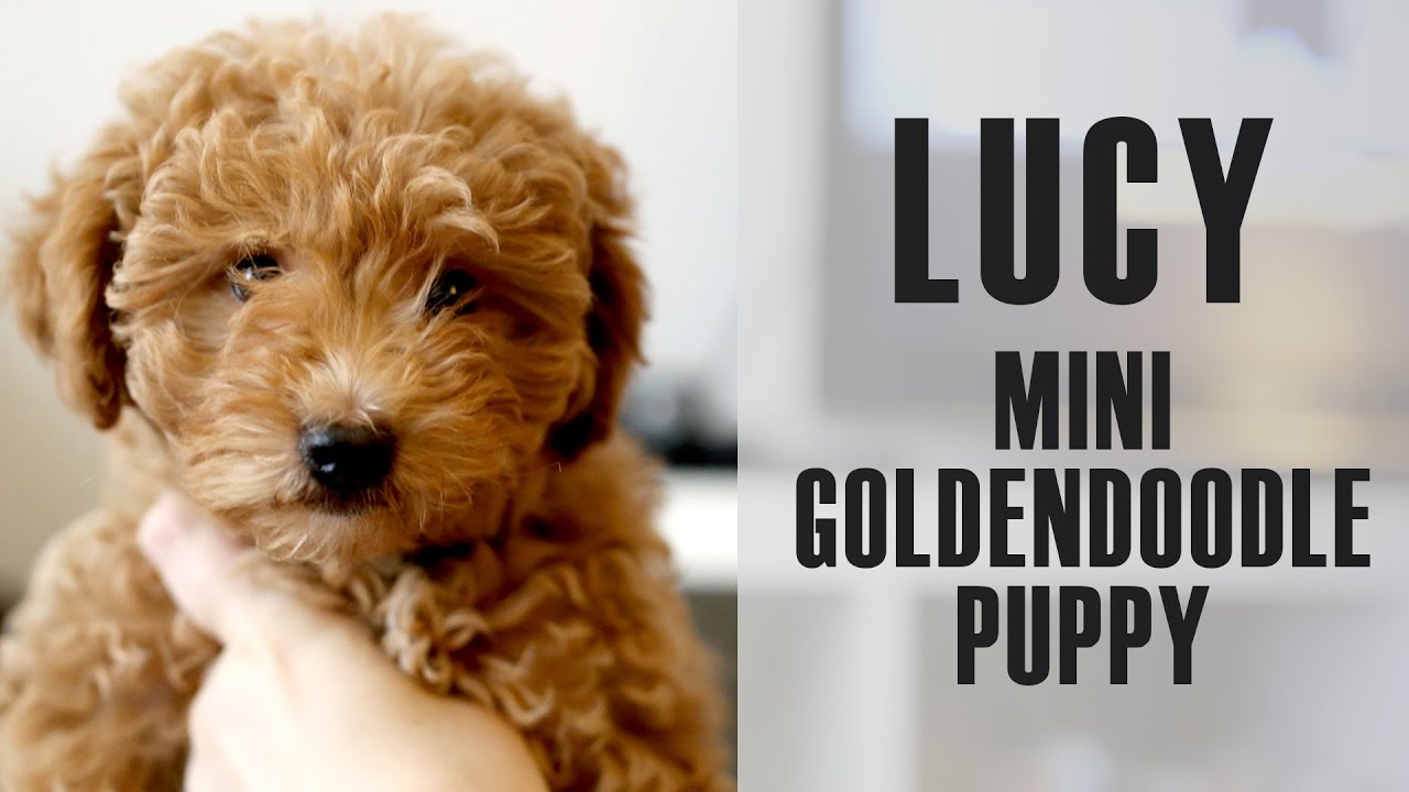 Mini goldendoodle Lucy comes home - 9 week old puppy - YouTube