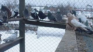 Копия видео Голуби Свердловские высоколетные рябые 2014год Кушва Копия видео Голуби Свердловские высоколетные рябые 2014год Кушва