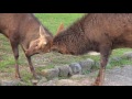 奈良公園　オス鹿さんのケンカに出会いました