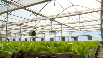 Automated Hydroponic lettuce growing factory