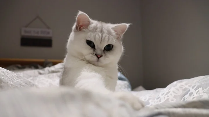 Video 1365571: british shorthair chinchilla kittens, british shorthair silver chinchilla, shaded british shorthair kitten, chinchilla baby