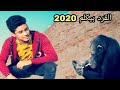 مهرجان ( كوكب القرود ) غناء محمد فوكس توزيع محمد فوكس