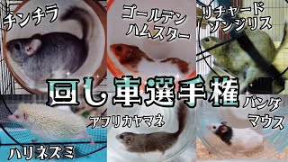 総勢10匹！回し車タイム対決をしたら可愛すぎる姿連発★★★