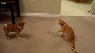 Shiba Inu Puppy Meeting Our Kitten For the First Time