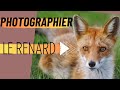 Comment photographier le renard