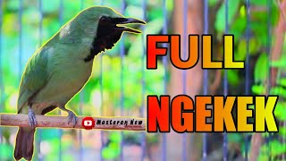Cucak Ijo Full Ngekek Panjang FULL Tengkek SPECIAL MASTERAN JUARA