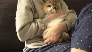 A cat threw herself in my arm while watching a horror film. (ENG SUB)